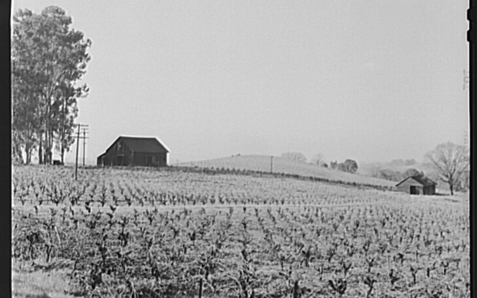 A grayscale photograph of Sonoma County vineyards in 1942, showing grapevines and a landscape characteristic of the region